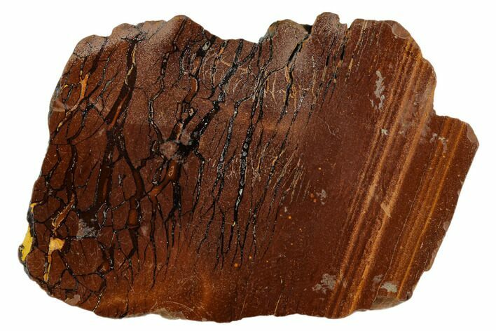 Polished Cretaceous Stromatolite Fossil - Western Australia #180051